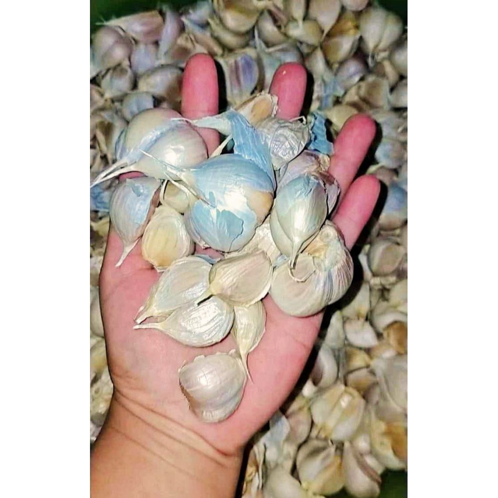 

bawang kating kualitas terbaik