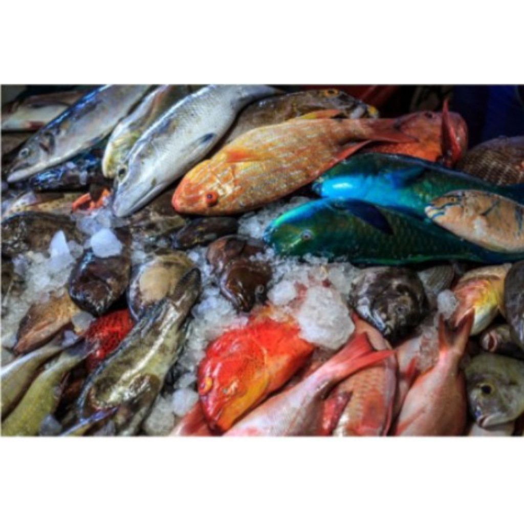 

aneka ikan segar pasar pagi Flamboyan