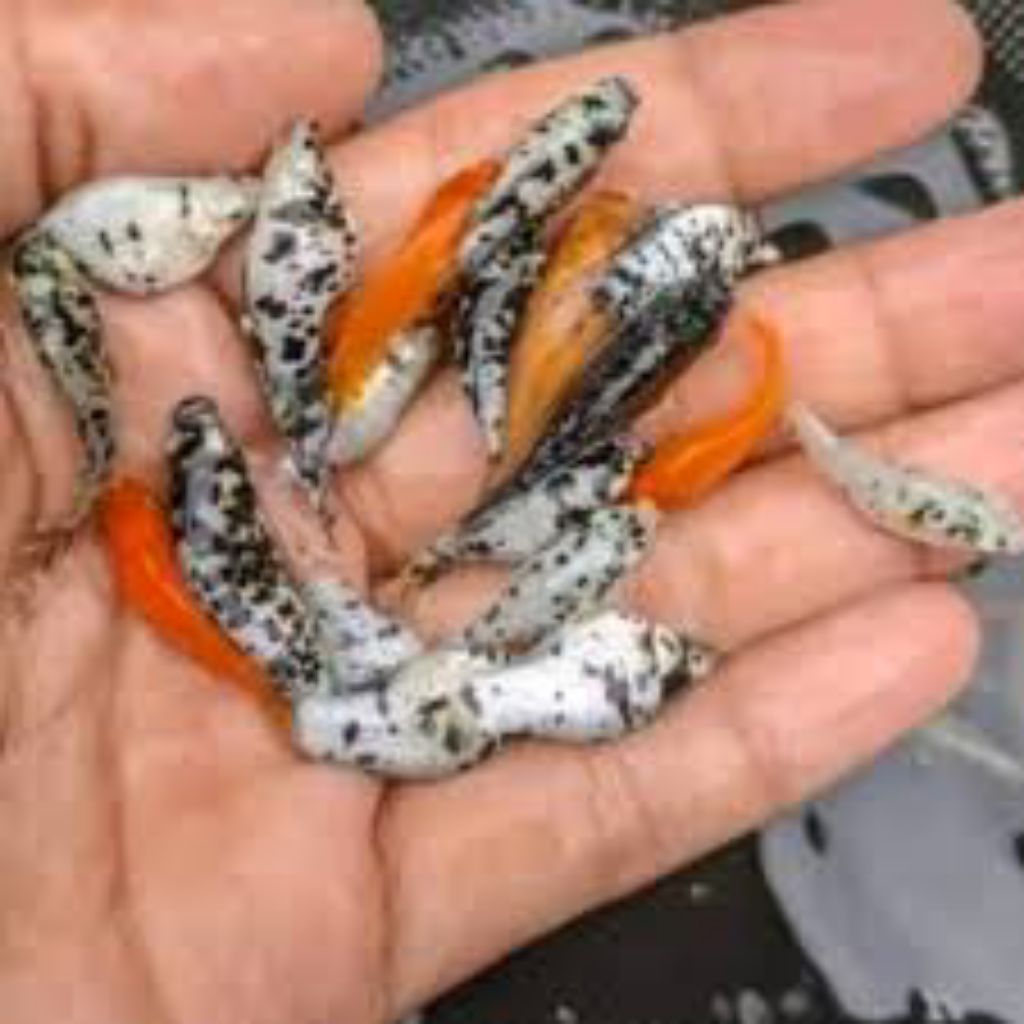 Ikan Molly Random untuk pakan predator 25 ekor + 3 Bonus