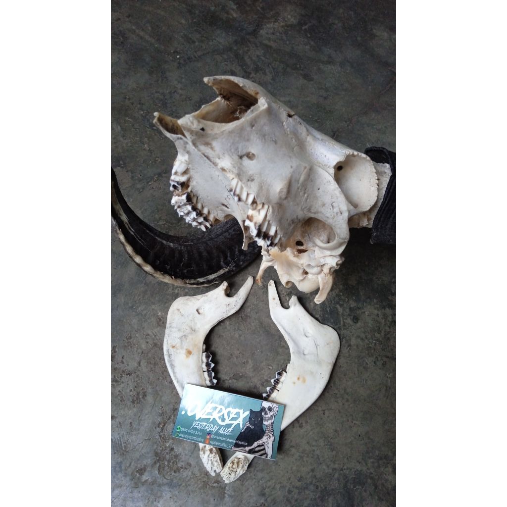 tengkorak kepala domba / kambing asli sedang