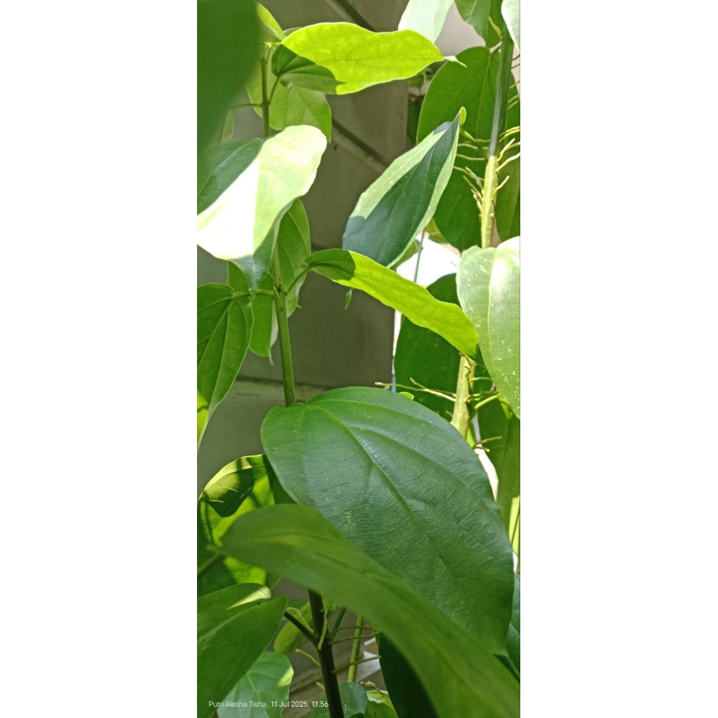 

Daun cincau Perda jelly