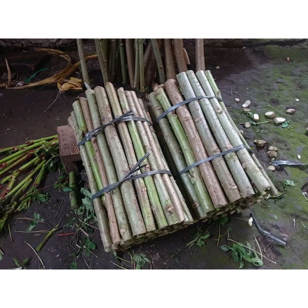 BIBIT KETELA PAPUA / TELO PAPUA 25CM