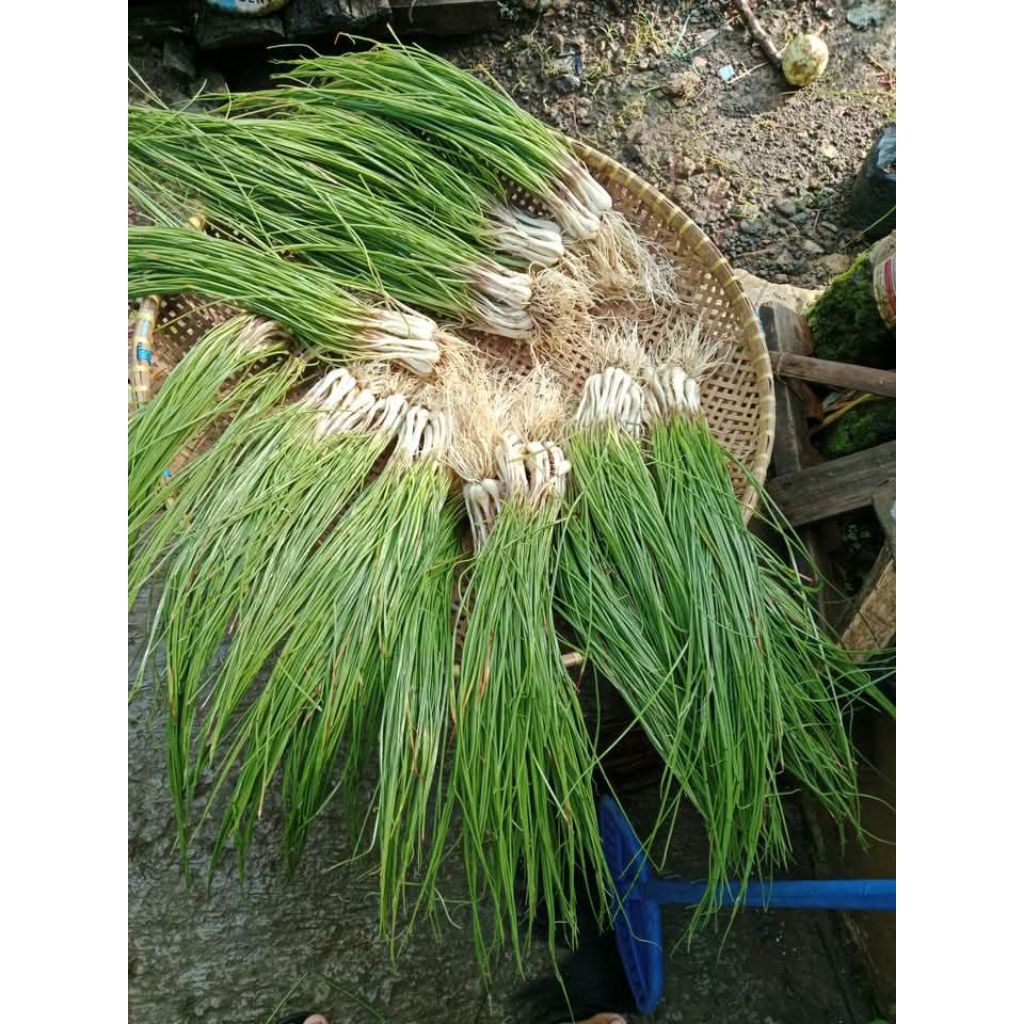 

Bawang Kucai Bawang Batak Fresh Sayuran Kucai