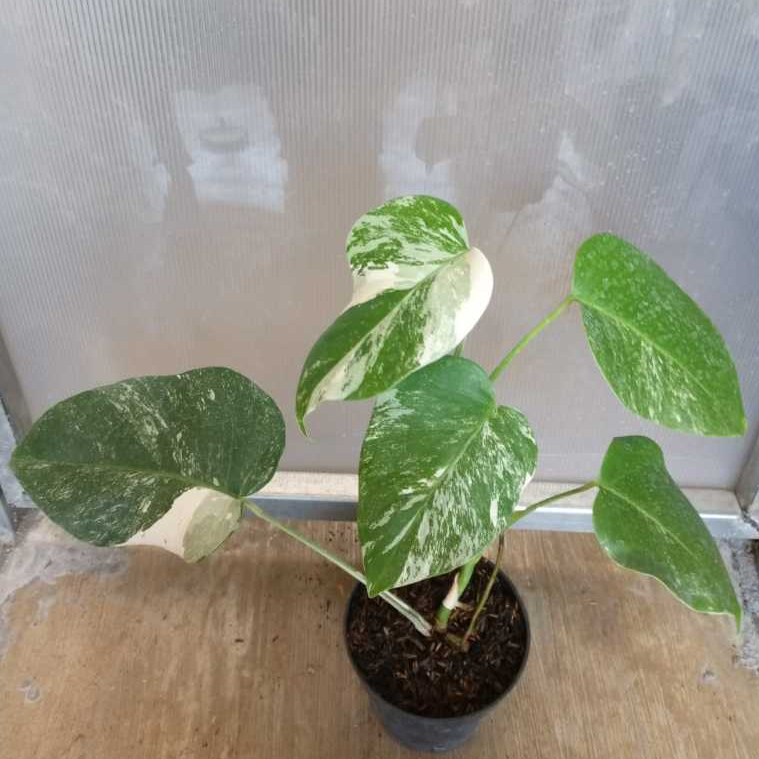 Monstera Variegata Marble| Monstera| Variegata