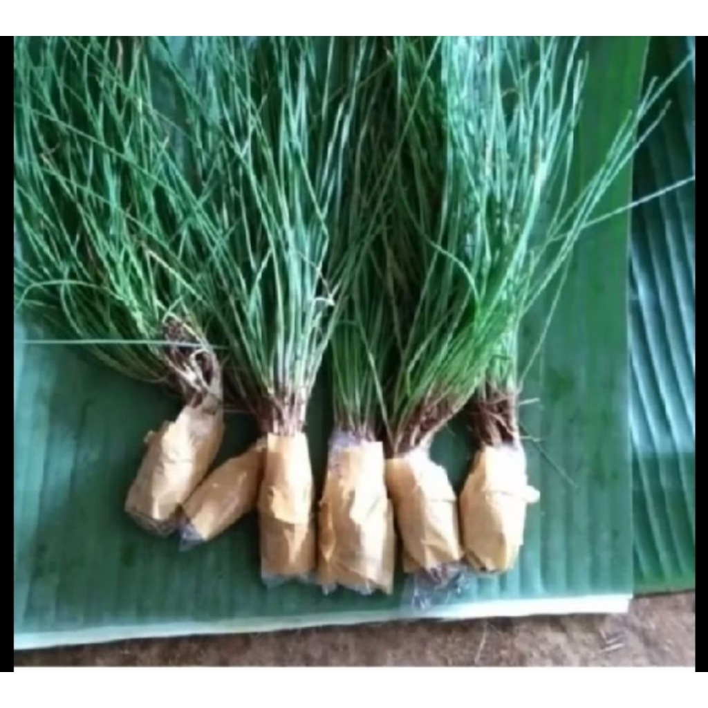 

Kuncay/bawang batak 100 gram segar
