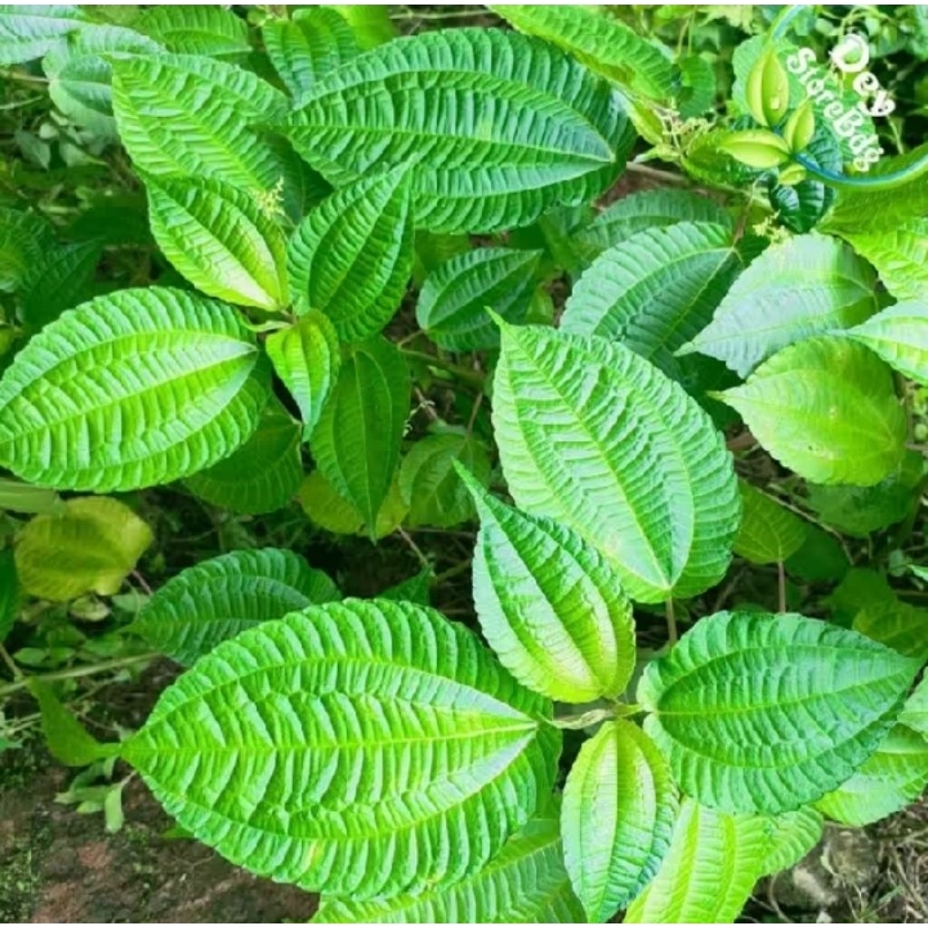 

Daun Pohpohan Konvensional 200 gram Sayur