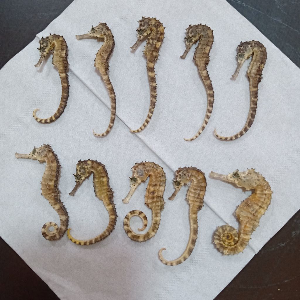 

Haima kering / Kudalaut Kering 4-6 cm ( pcs)