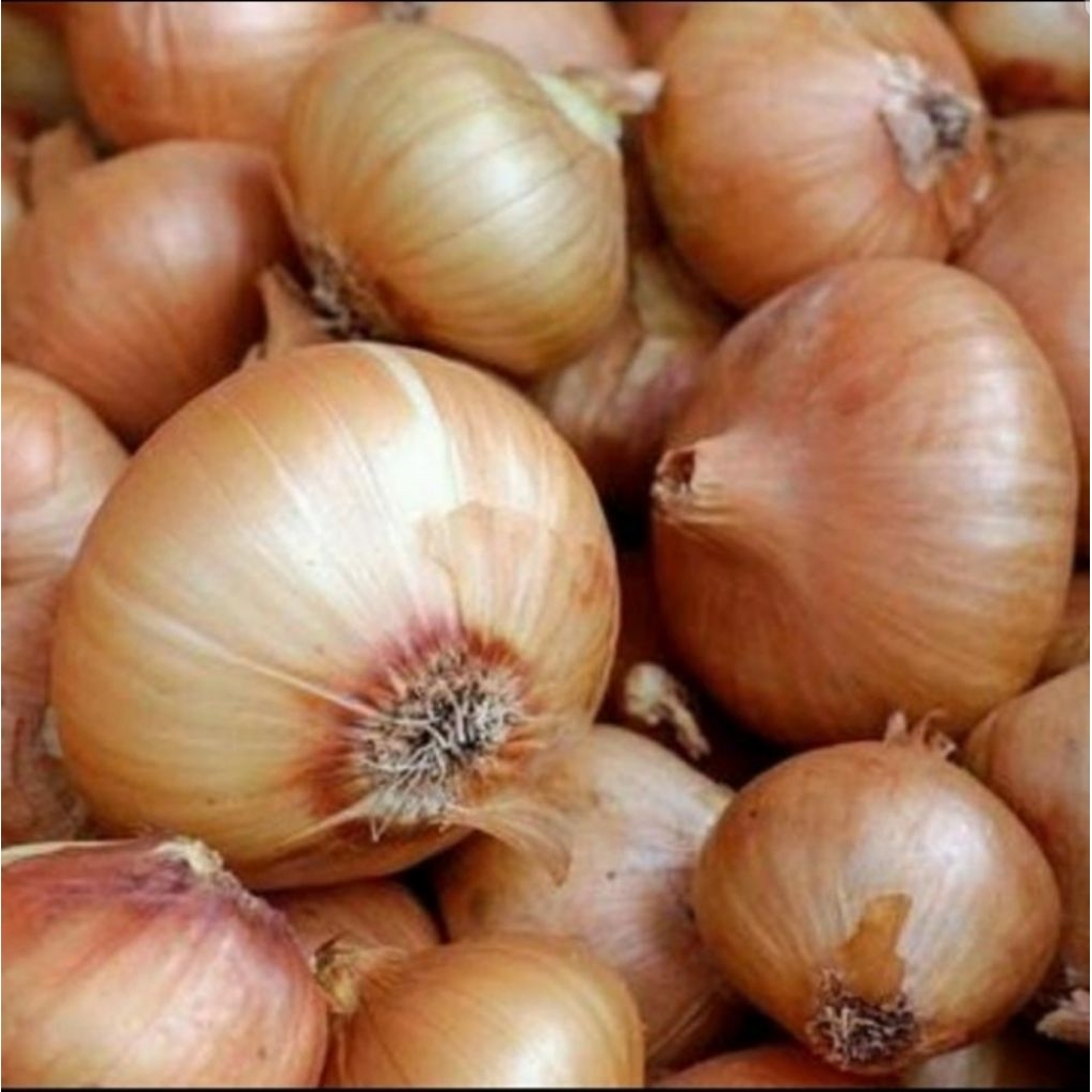 

Bawang Bombay per 250 gr