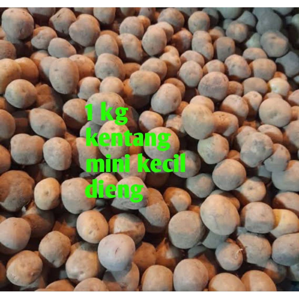 

1kg kentang mini kecil Dieng cocok untuk rendang dan siomay.