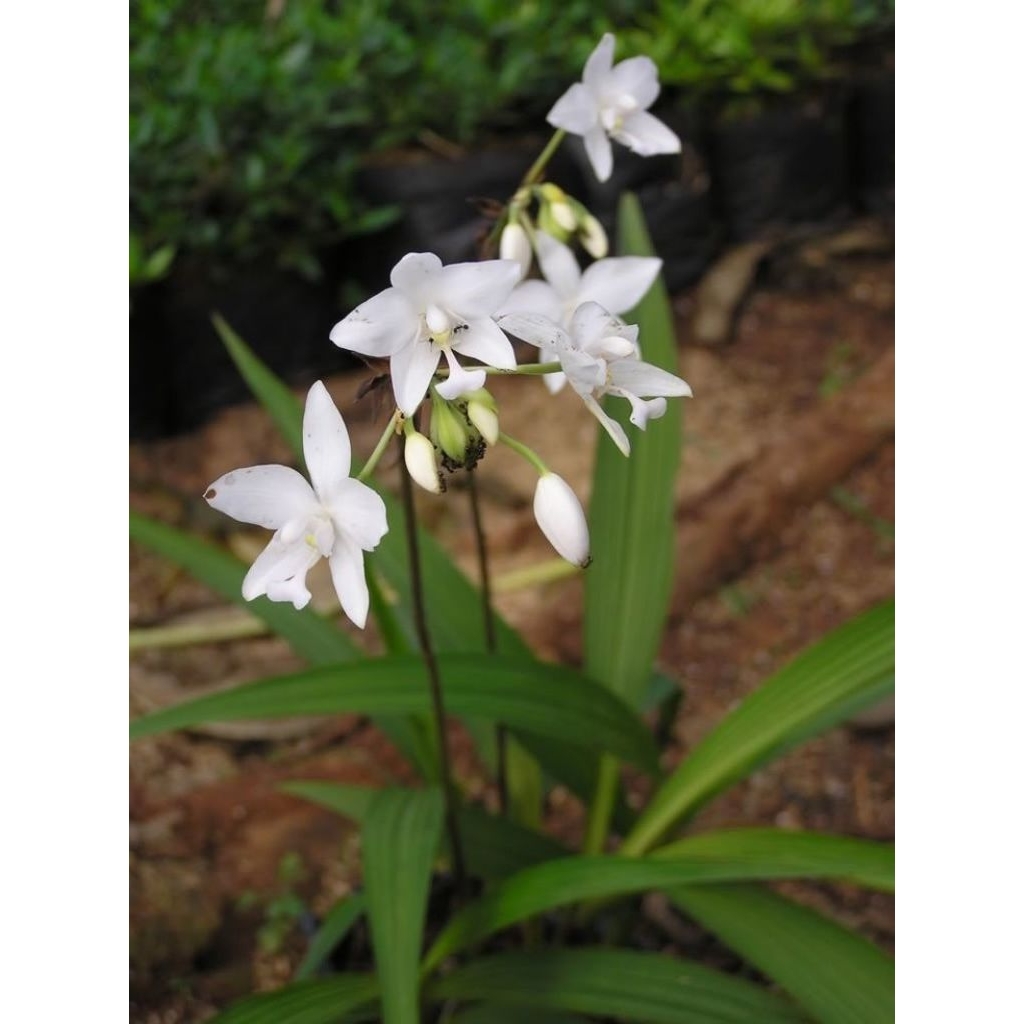 Anggrek tanah bunga putih - Tanaman hias anggrek tanah - Pohon anggrek tanah