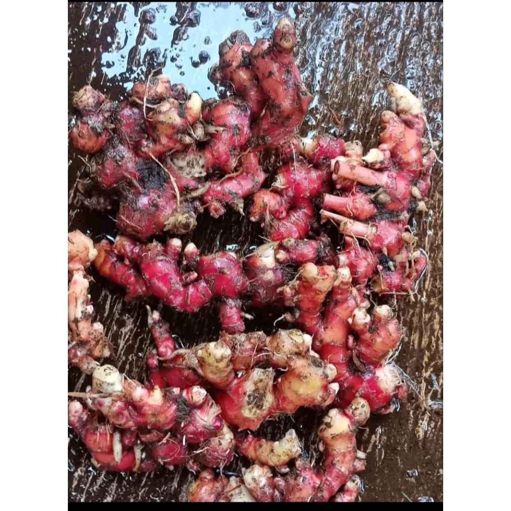 

Jahe merah segar dan fres pilihan terbaik 1kg
