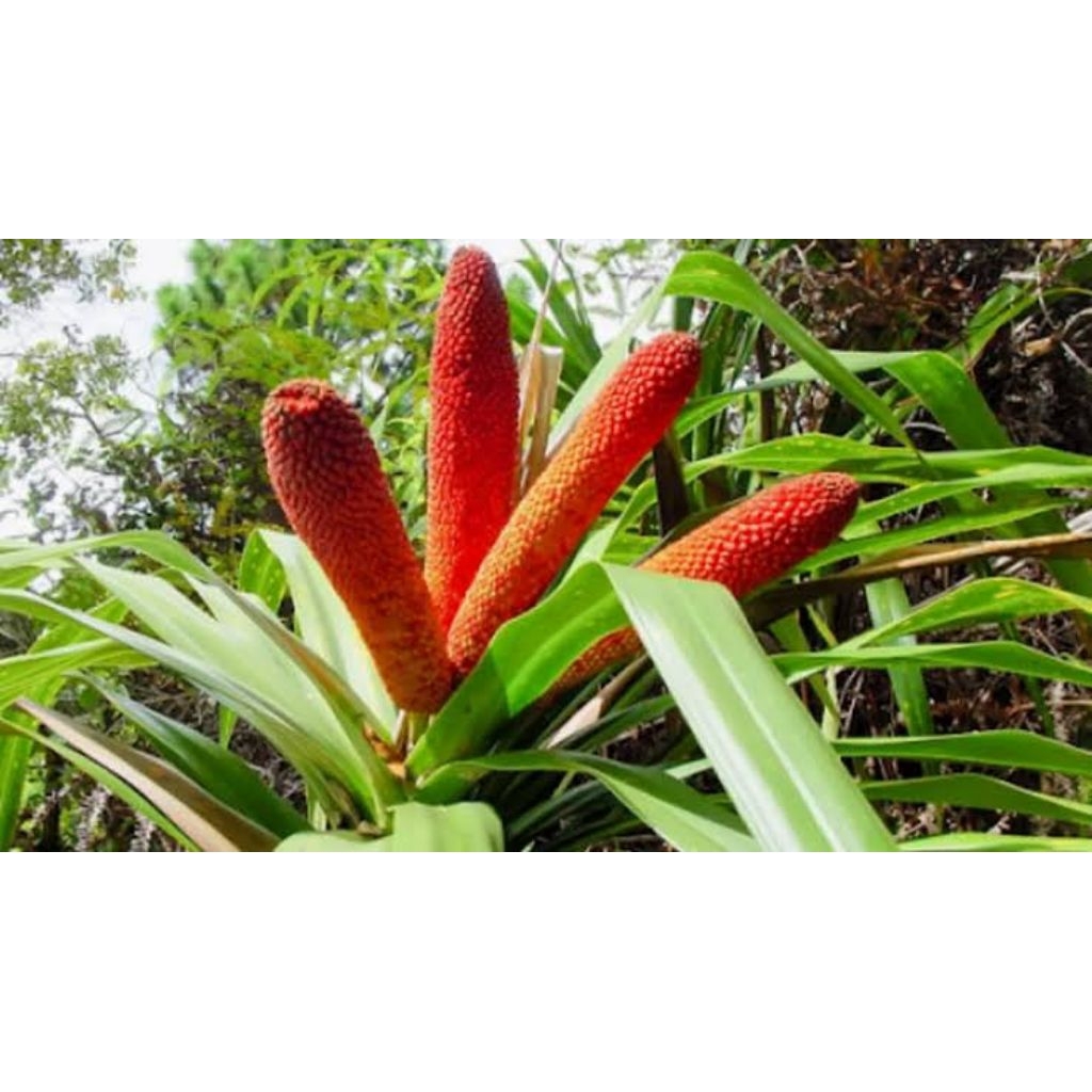 

Buah Merah Papua Serb
