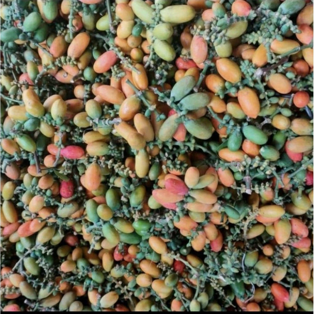 

Buah melinjo per 250gr