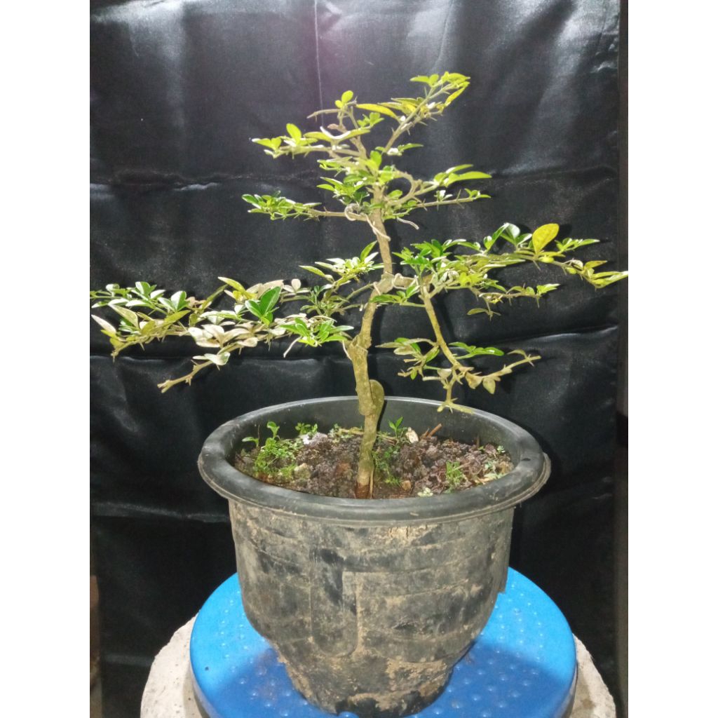 Bahan bonsai jeruk kingkit