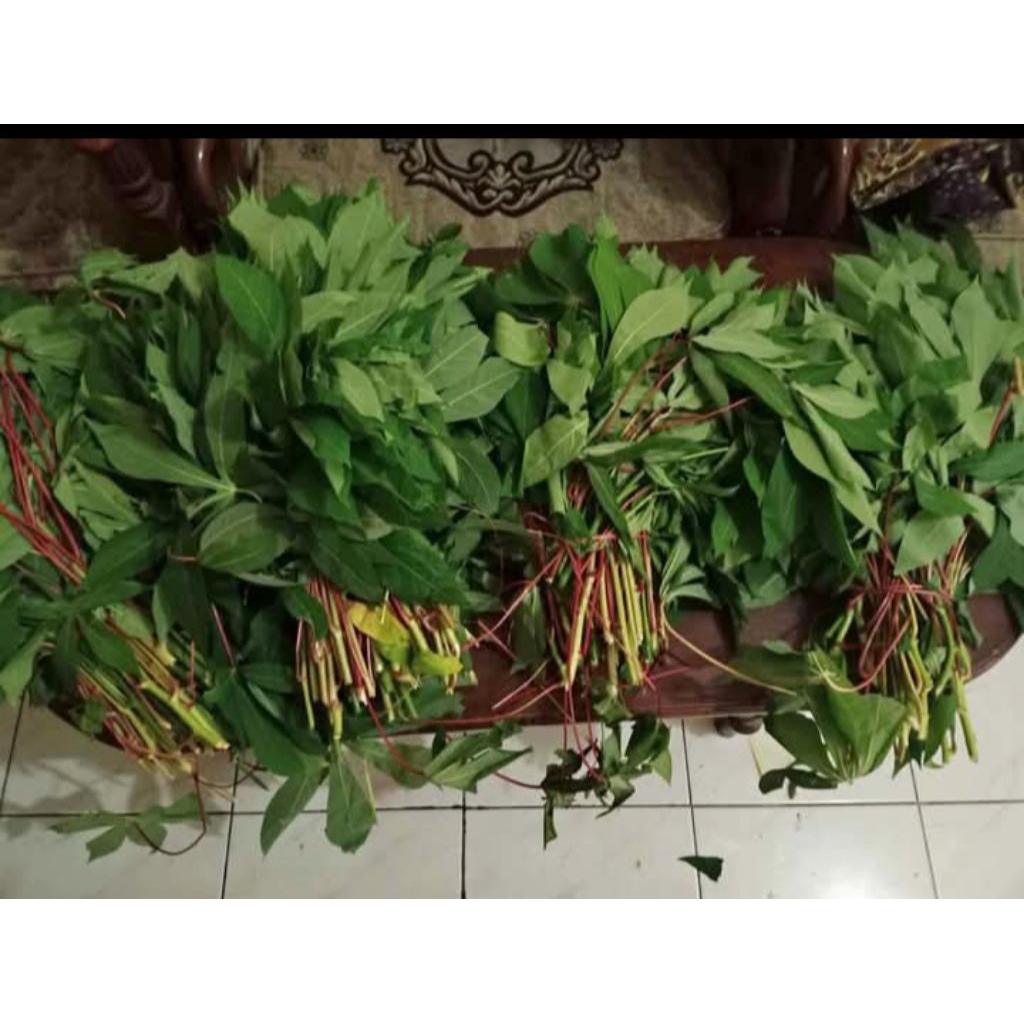 

Daun singkong segar dan fres per 1iket