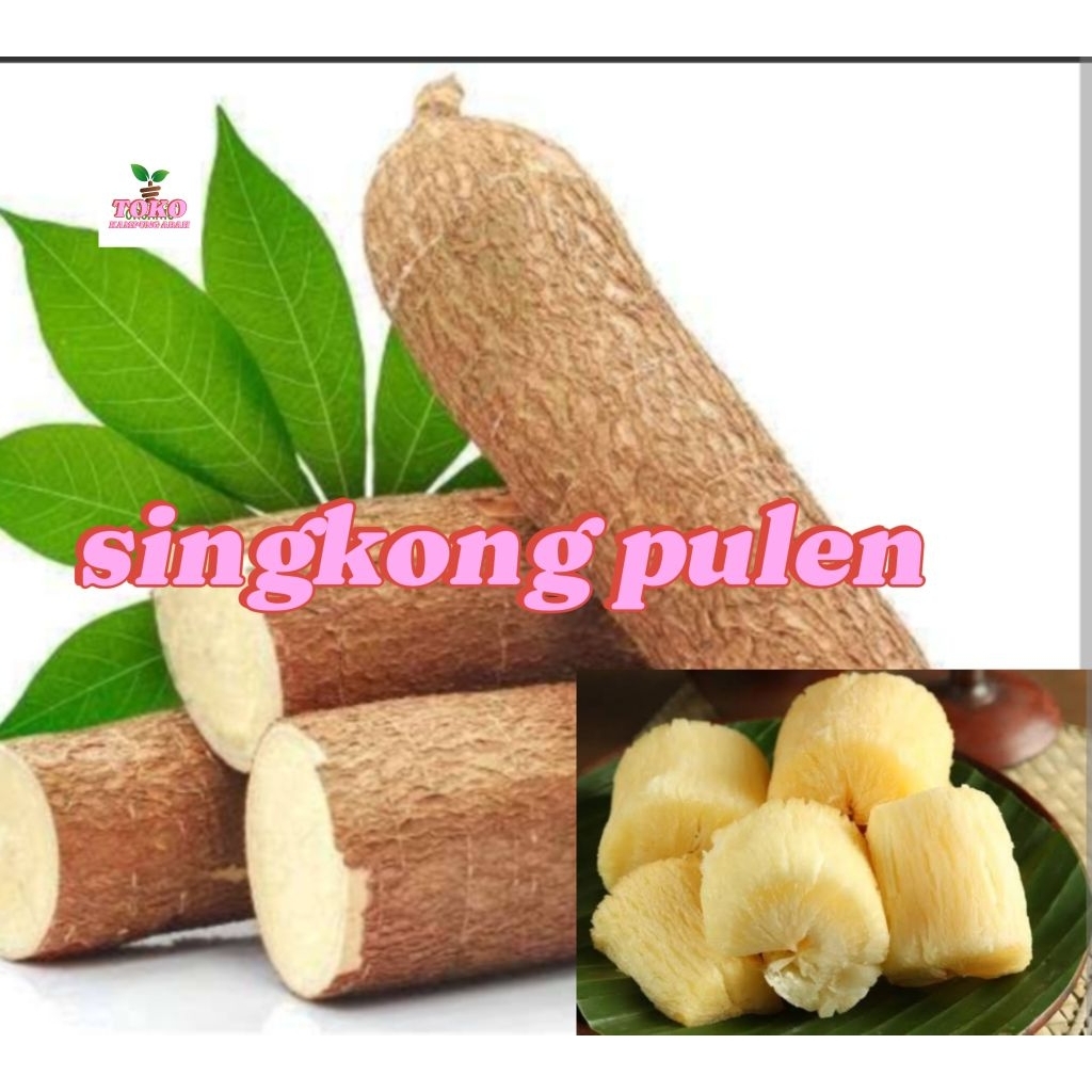 

umbi singkong fresh 1 kg