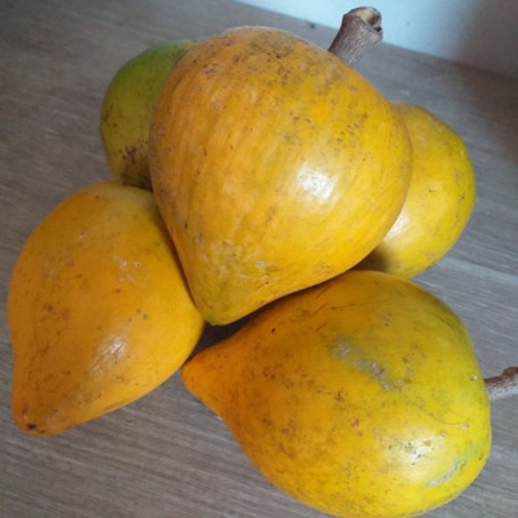 

Buah sawo mentega belanda/buah campoleh segar 500gram