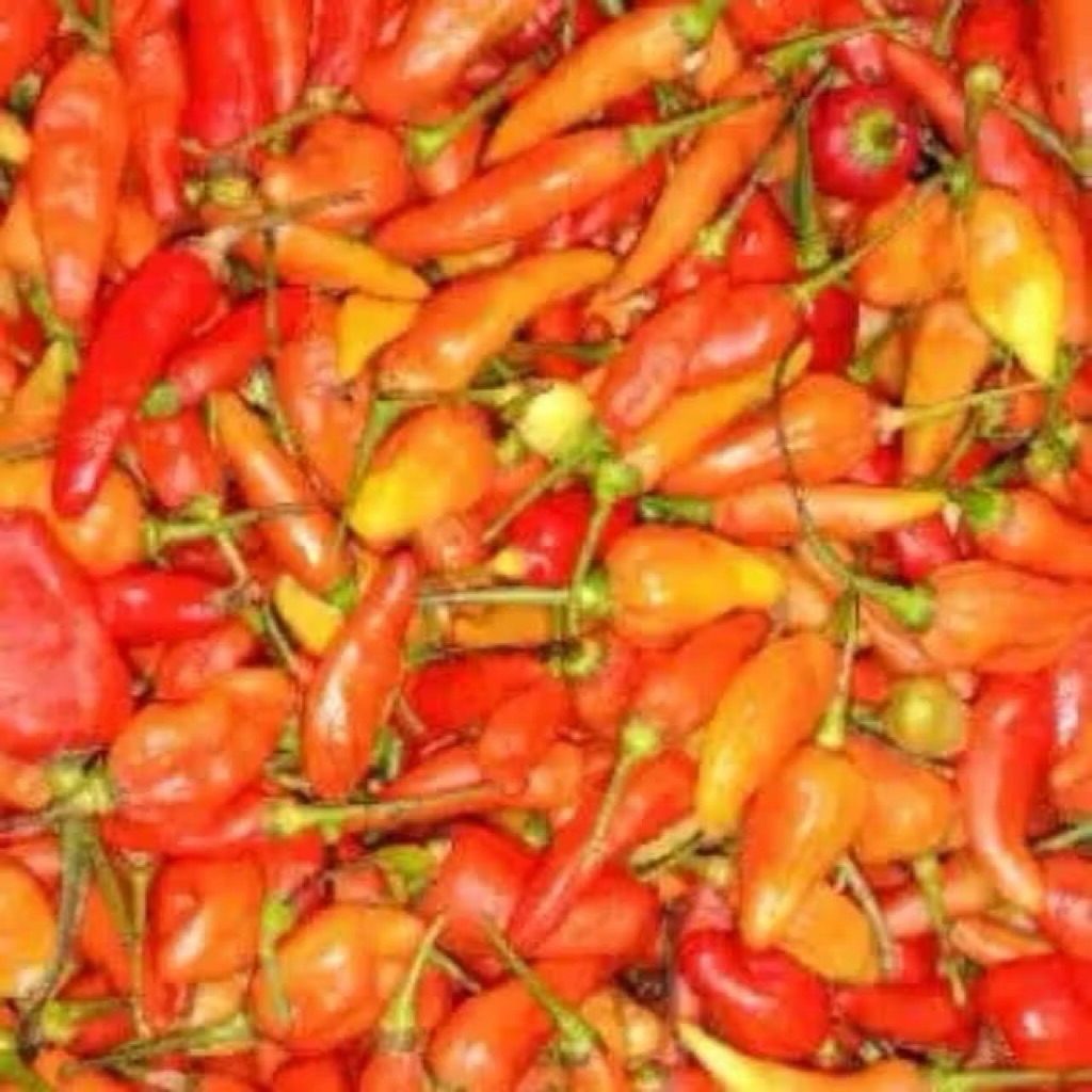 

Cabe rawit pedas / cabe setan pedas