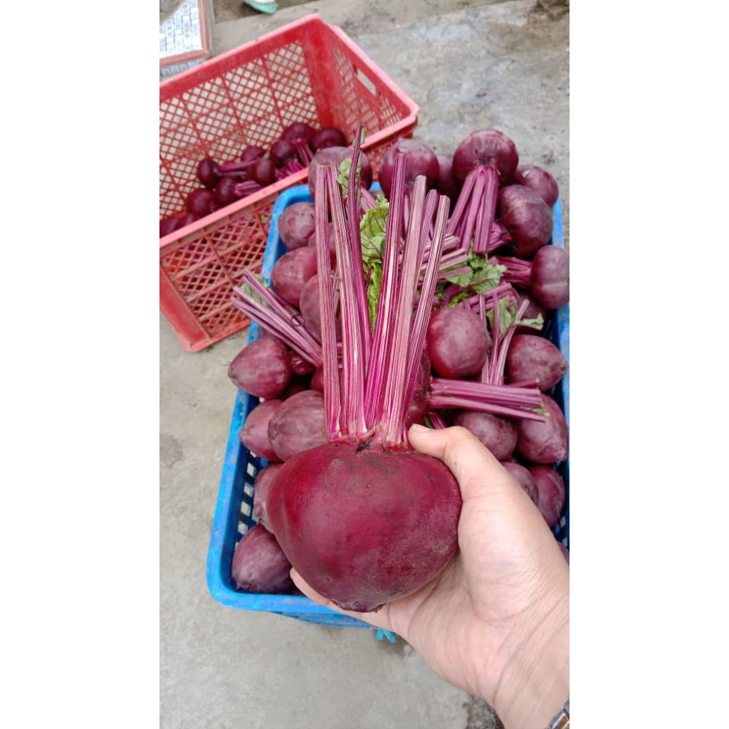 

buah beet 1biji ekonomis sekali konsumsi kemasan imut