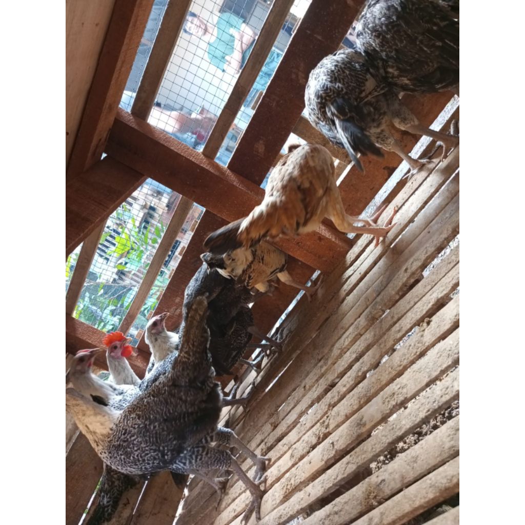 

Ayam Arab Betina Siap bertelur