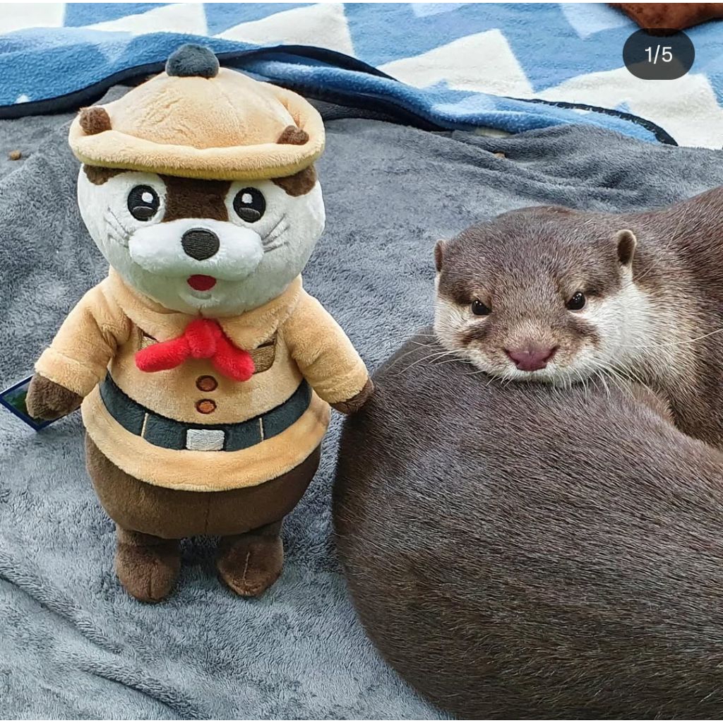 Boneka Hewan Berang Berang Ottter Oterr Other Rascal Original Mirip Hewan Asli | Edukasi Hewan Air