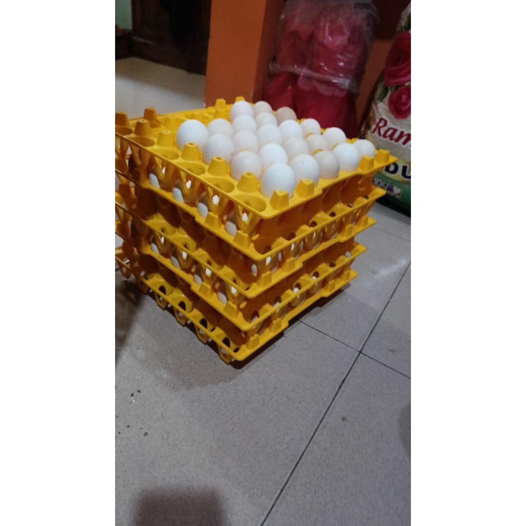 

(harga per 5 butir) TELUR TETAS AYAM KAMPUNG PETELUR UNGGUL/KPU3