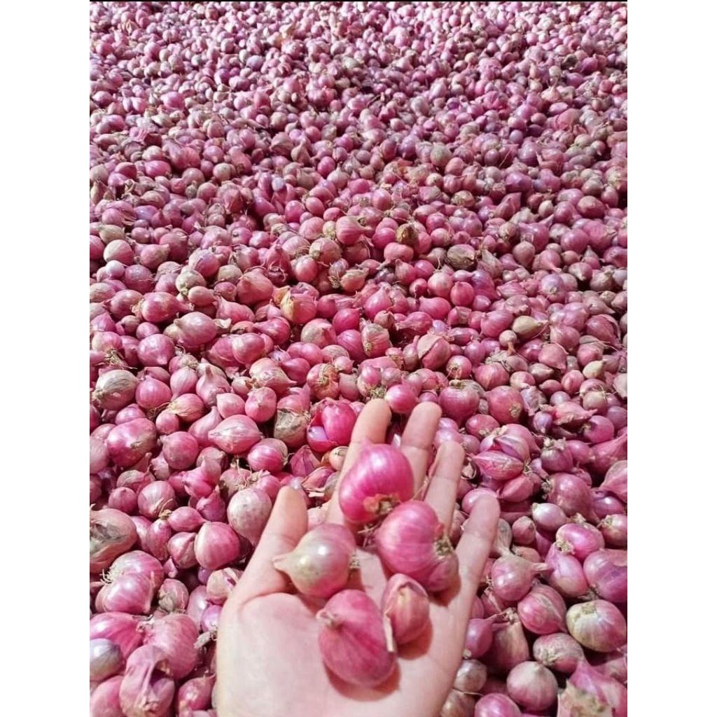

Bawang Merah Ukuran Sedang 1 Kg.
