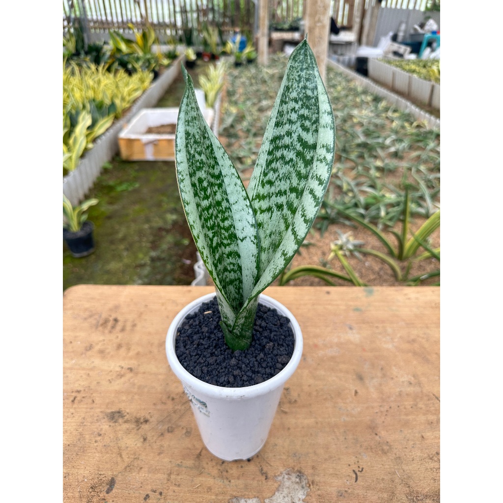 Tanaman Hias Sanseviera Moonshine Mutasi| Sanseviera| Lidah Mertua| Tanaman Penyerap Polutan