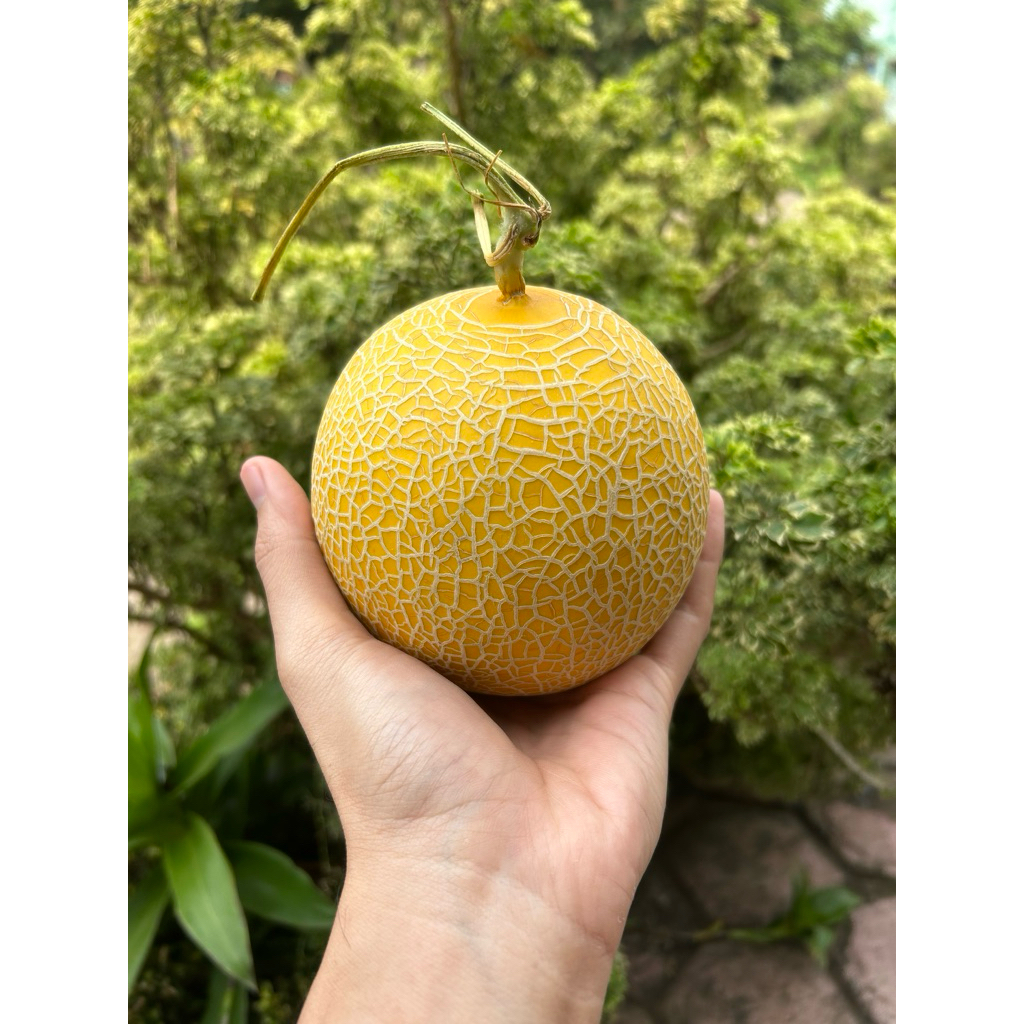 

Melon Inthanon -+ 600g