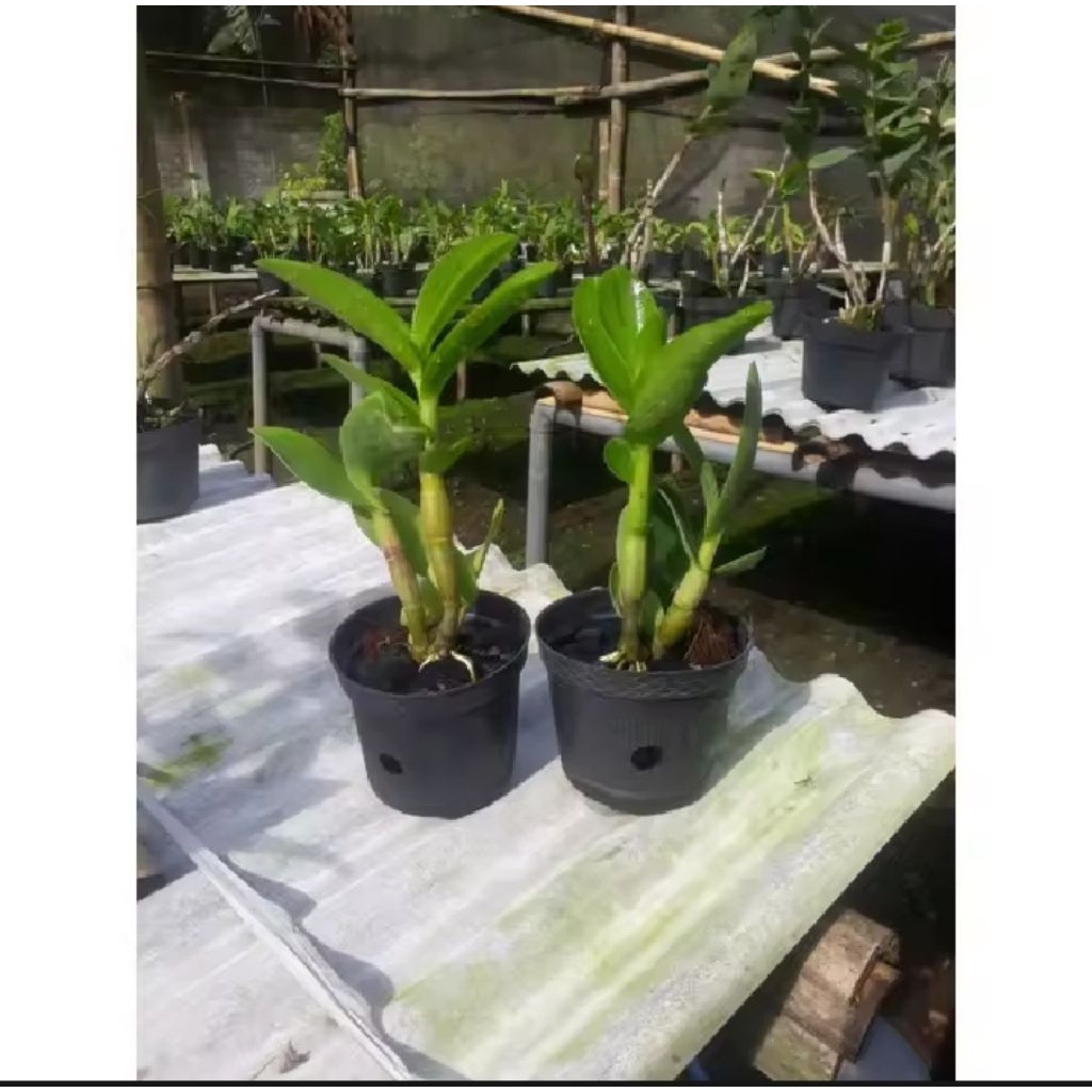 ready stok Anggrek dendrobium  larat dewasa