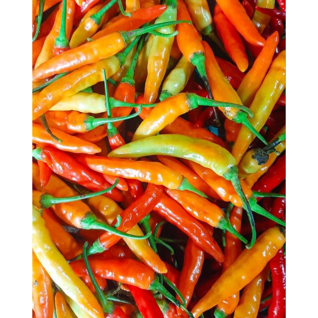 

cabai rawit merah cabe 100 gr sayur segar jogja