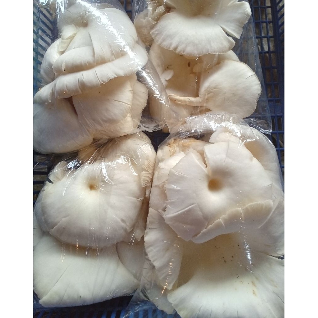 

jamur tiram 100 g sayur segar jogja