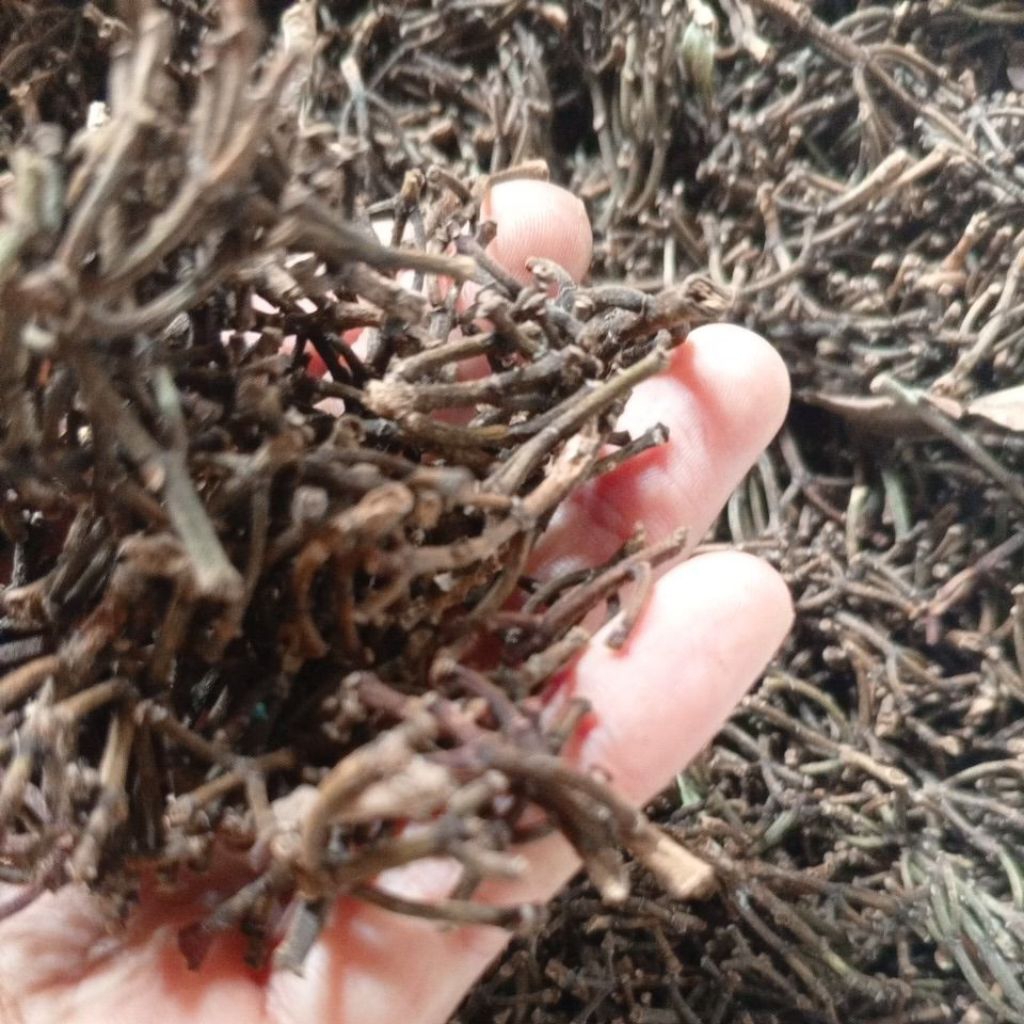 

gagang cengkeh kering herbal,kuwalitas premium 800g