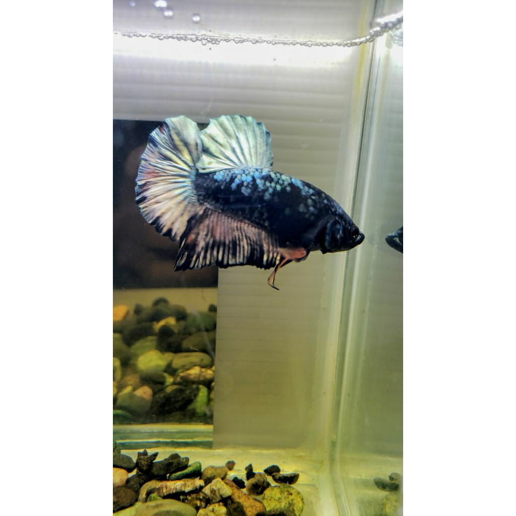 Avatar Cooper Rintik M+