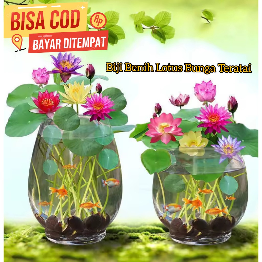 Biji Lotus Bunga Teratai Mini Warna warni Benih Biji Lotus Bunga Teratai