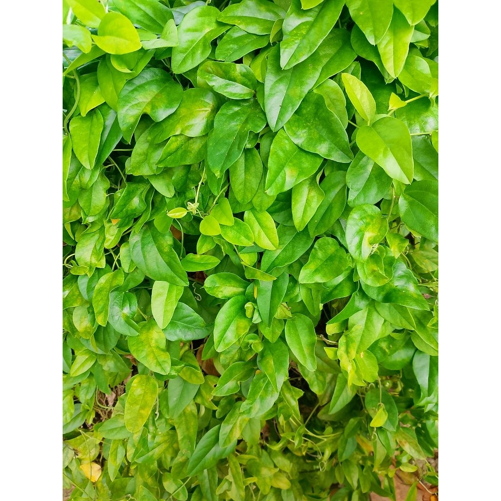 

Daun Cincau jelly hijau rambat fress