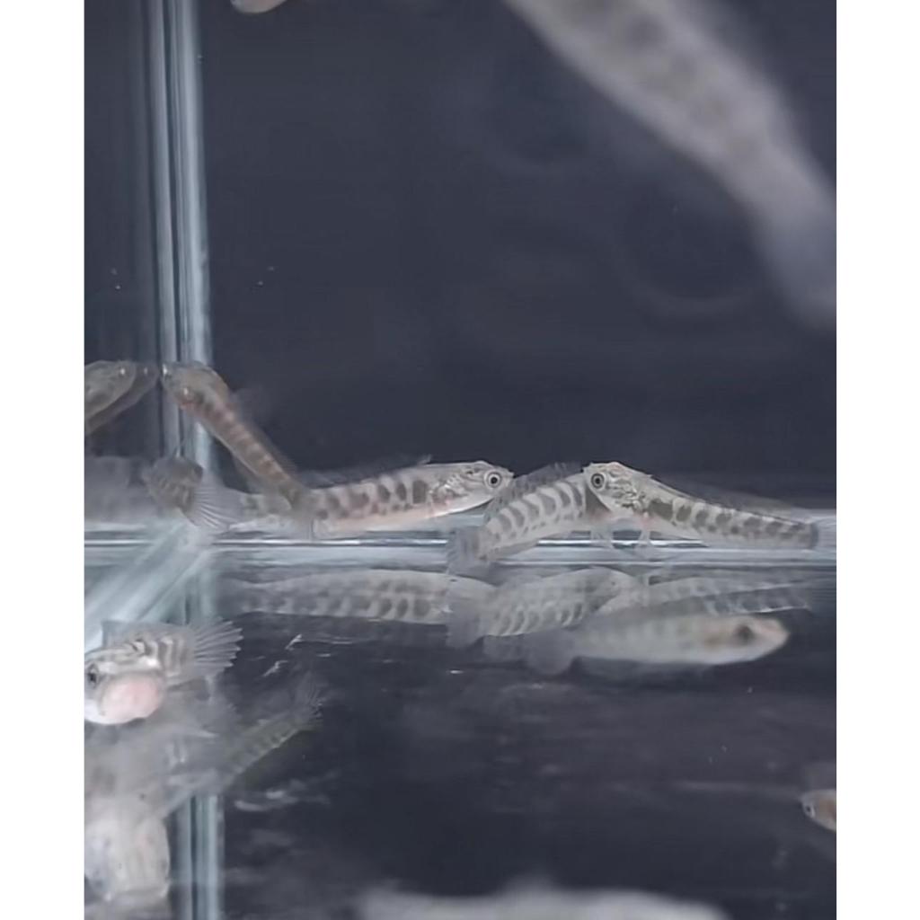 Baby Auranti CB simet