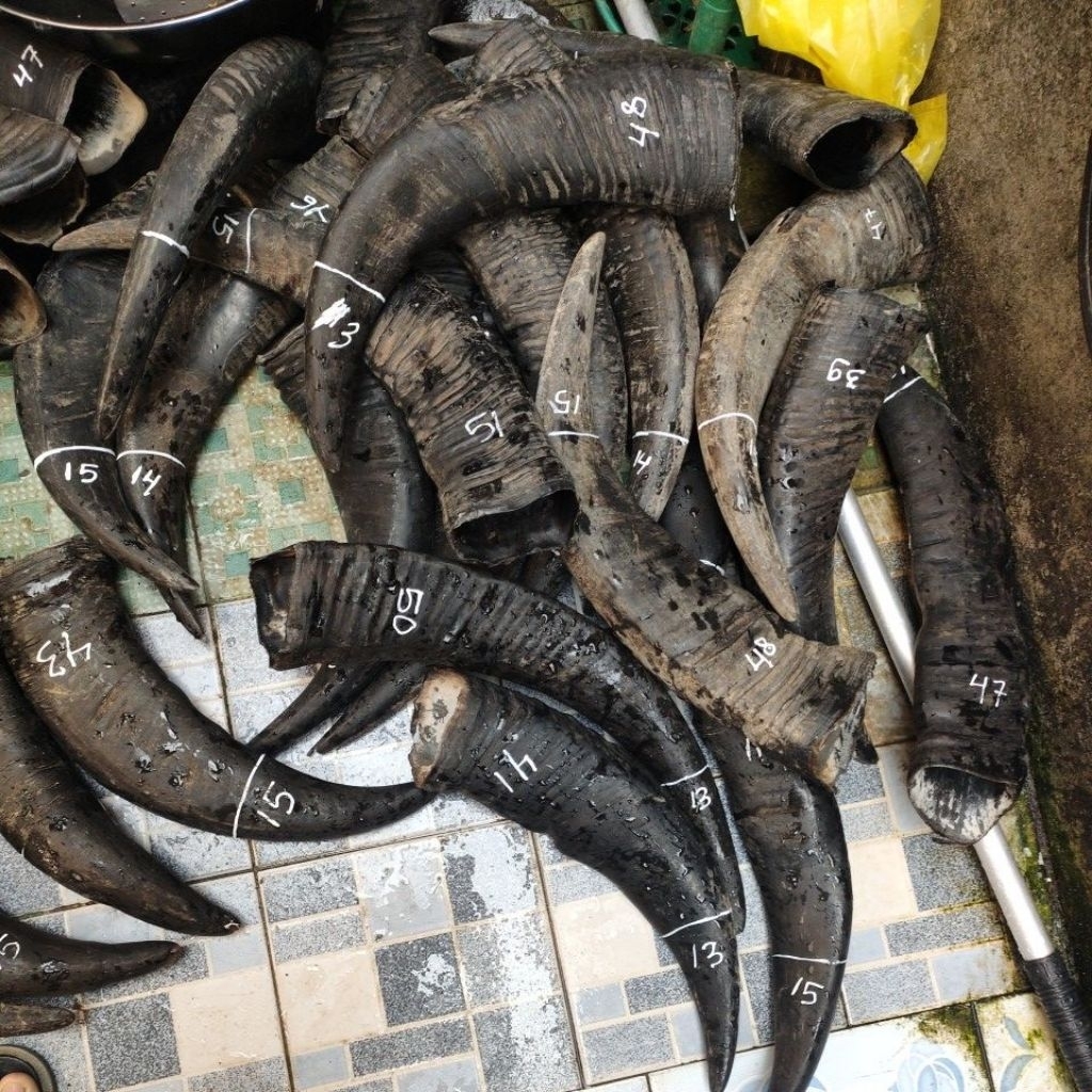 tanduk kerbau padatan  10-15