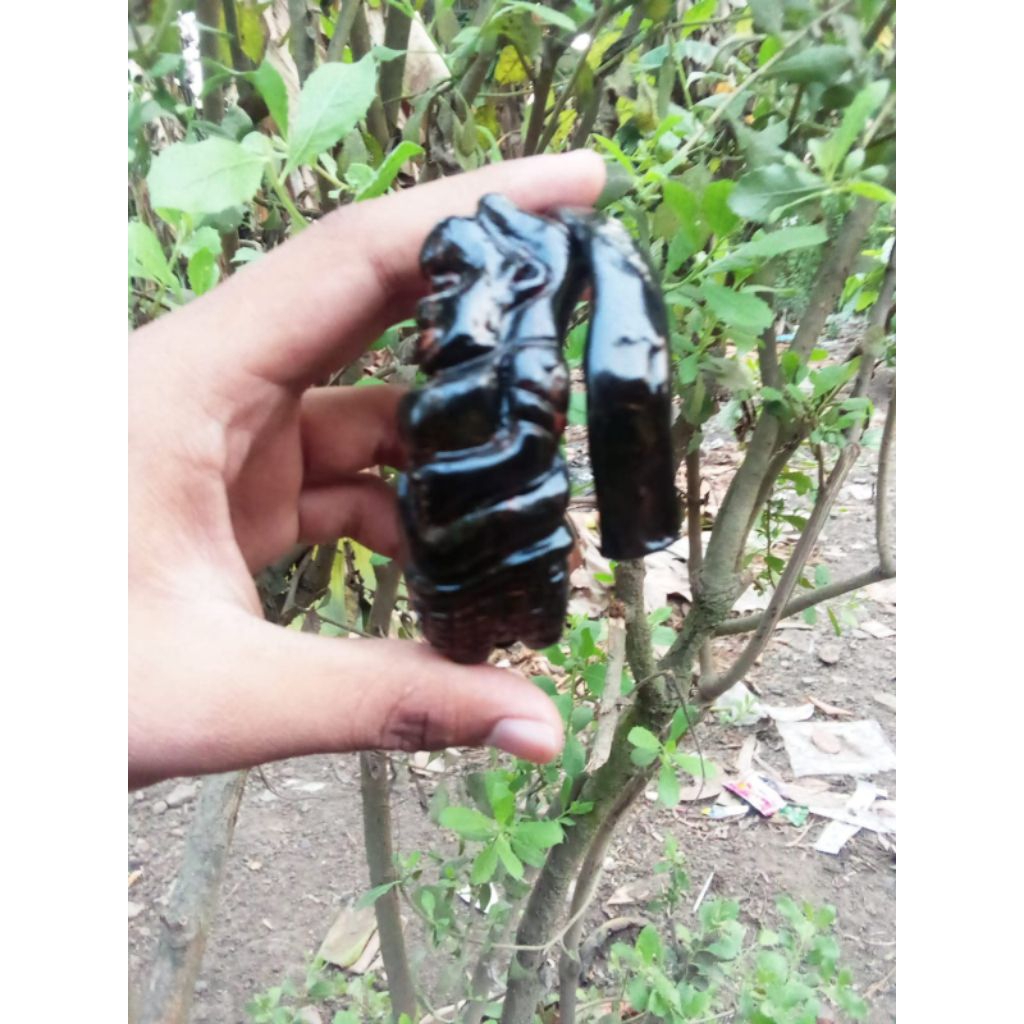 gelang akar bahar merah tembus cahaya ukir semar