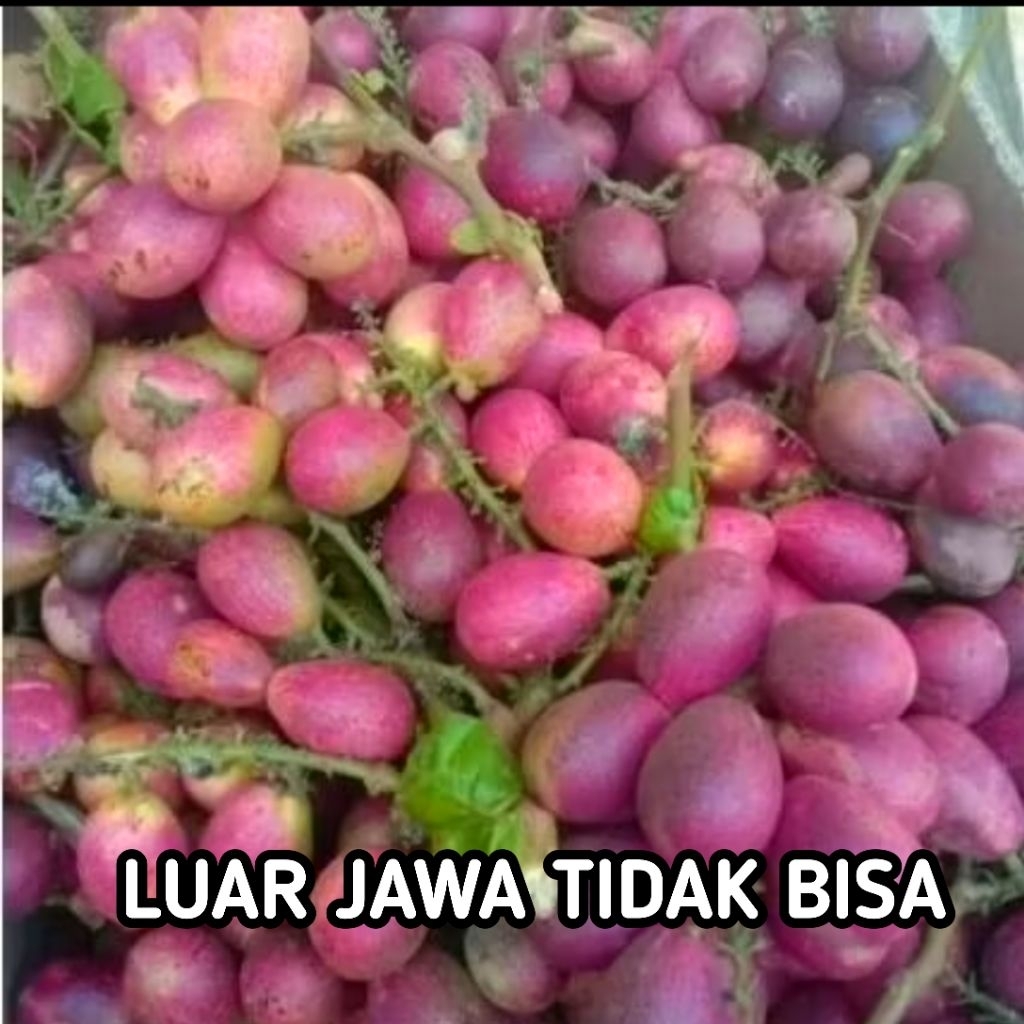 

Buah Matoa 1 Kg Fresh Manis daging tebal
