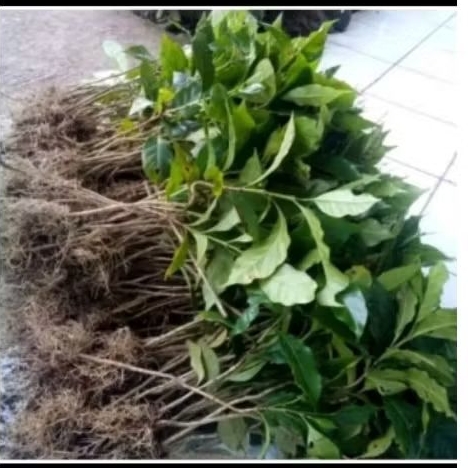 Bibit kopi robusta super unggul