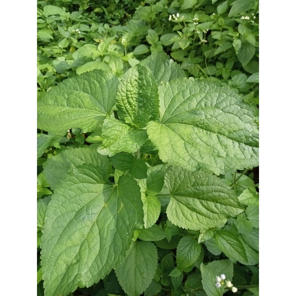 

DAUN BABADOTAN/Bandotan/babandotan segar 500g