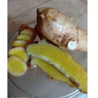 

Temu mangga segar fress