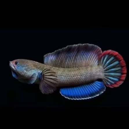 blue bengal dwi jaya