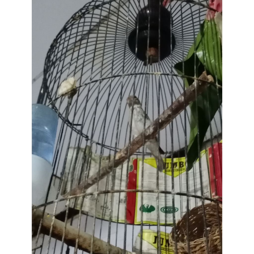 Burung Sanger Africa  jantan