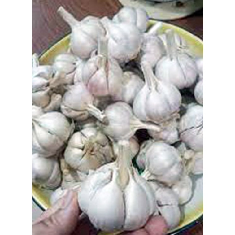 

Bawang Putih Kating 1/4 Kg - Siungan Premium Segar