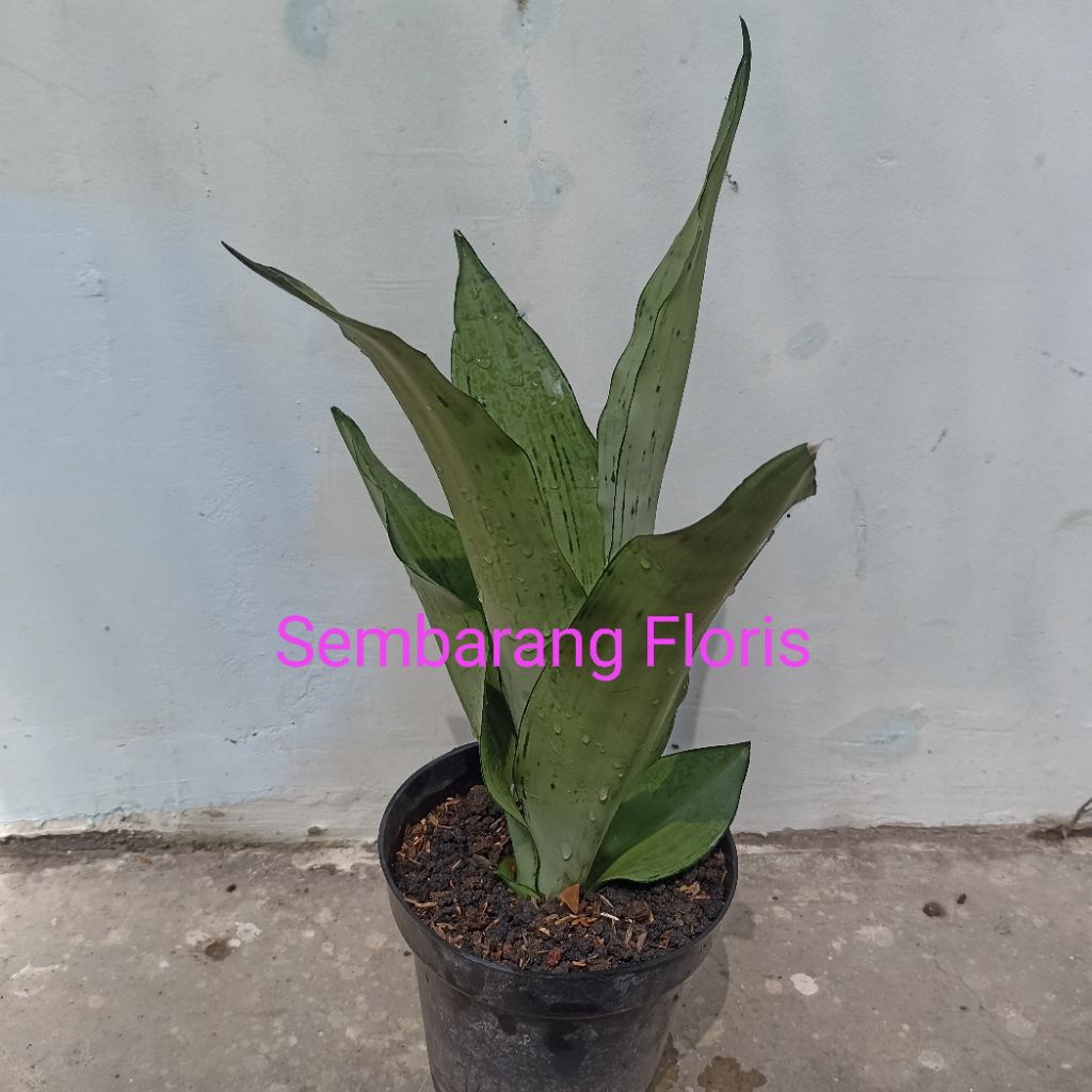 Sansevieria Moonshine Brazilian