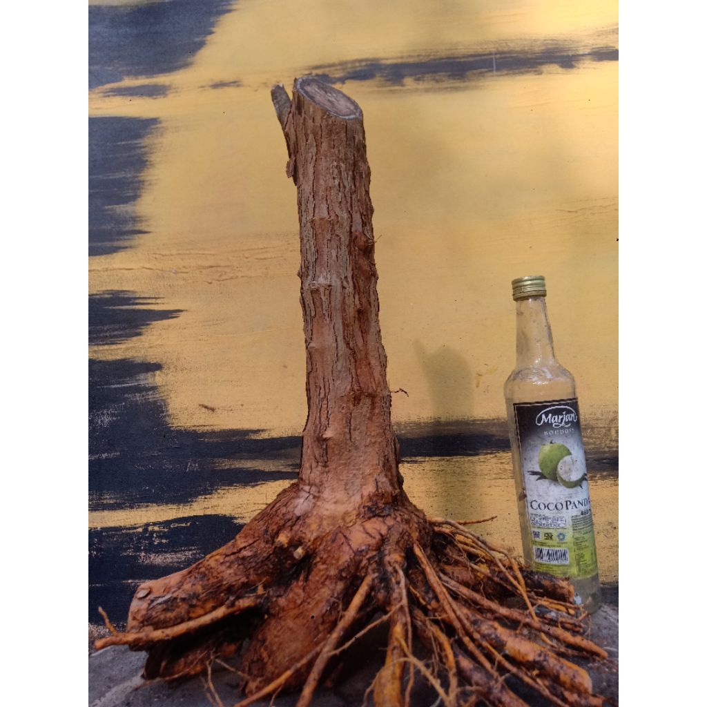 BAHAN BONSAI SISIR KALIAGE RASA SANCANG