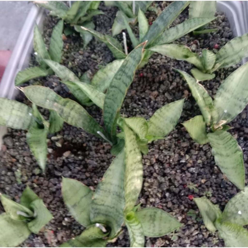 sansevieria silver / lidah mertua