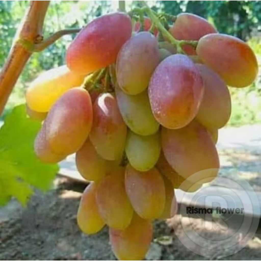 POHON BUAH ANGGUR IMPORT DIXON ASLI / TANAMAN BUAH ANGGUR IMPORT DIXON